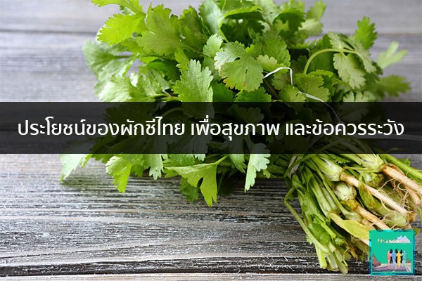 ประโยชน์ของผักชีไทย เพื่อสุขภาพ และข้อควรระวัง วิธีลดน้ำหนัก อาหารลดน้ำหนัก ปวดหัว